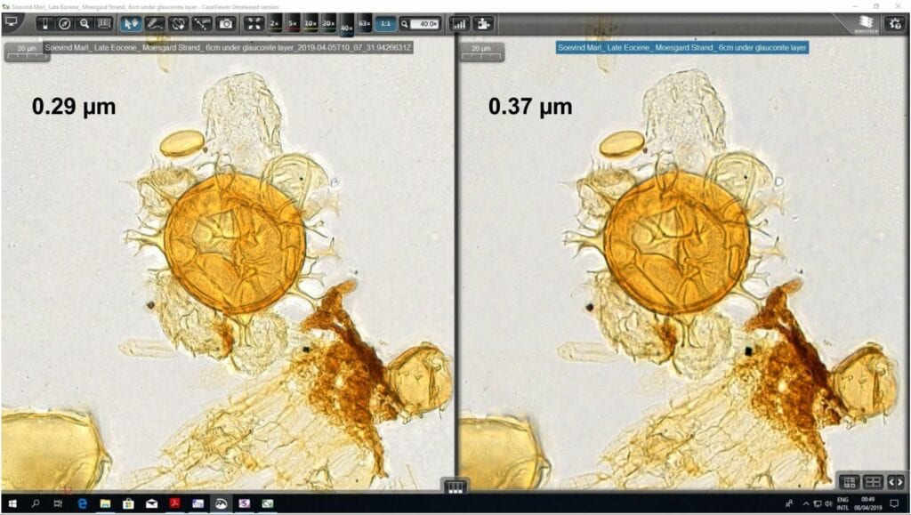 A palynology slide scanned with PANNORAMIC 1000 in high resolution